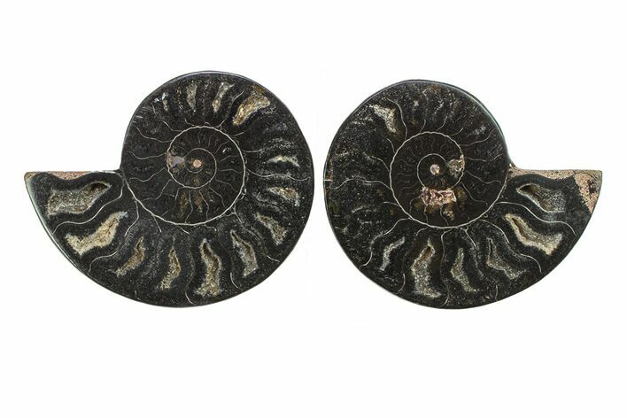 Cut & Polished Ammonite Fossil - Unusual Black Color #281346